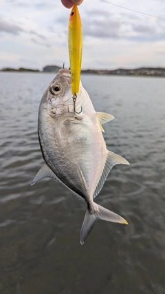 メッキの釣果