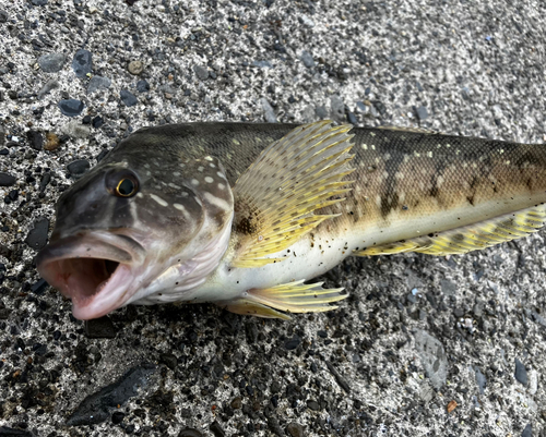 アイナメの釣果