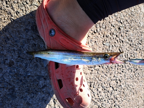 カマスの釣果