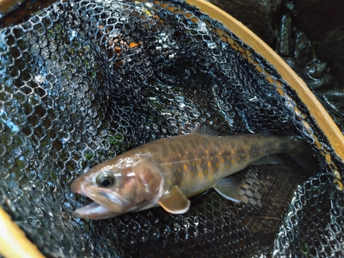 イワナの釣果