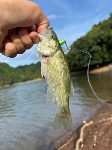 ラージマウスバスの釣果