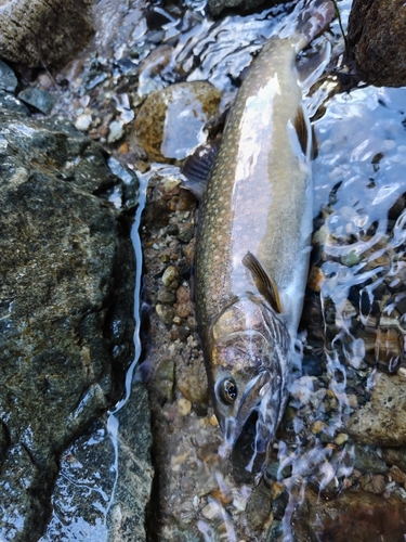 イワナの釣果