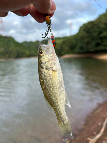 ラージマウスバスの釣果