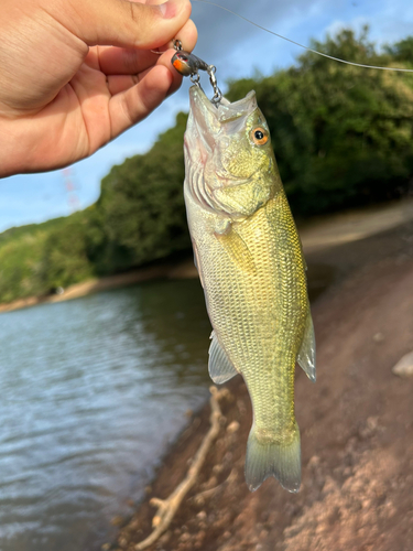 ラージマウスバスの釣果