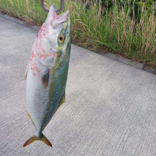 ハマチの釣果