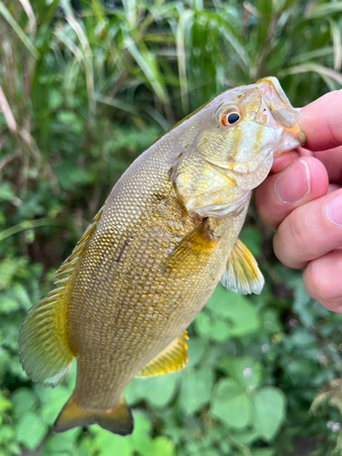 スモールマウスバスの釣果