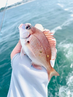 マダイの釣果