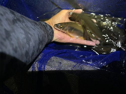 アユの釣果