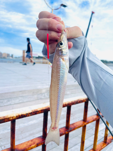 シロギスの釣果