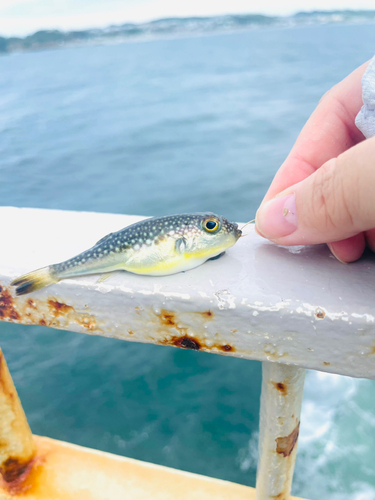 クサフグの釣果