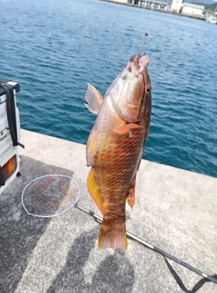 アカササノハベラの釣果