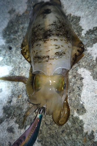 タチウオの釣果