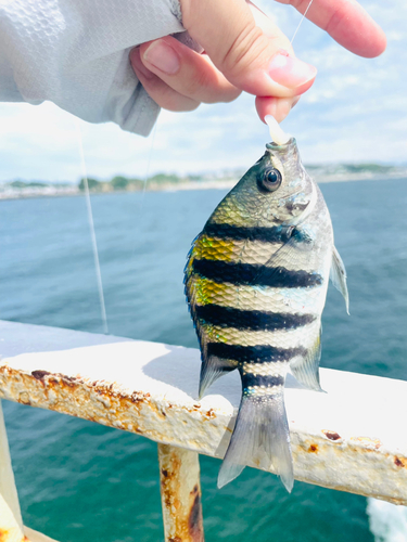 オヤビッチャの釣果