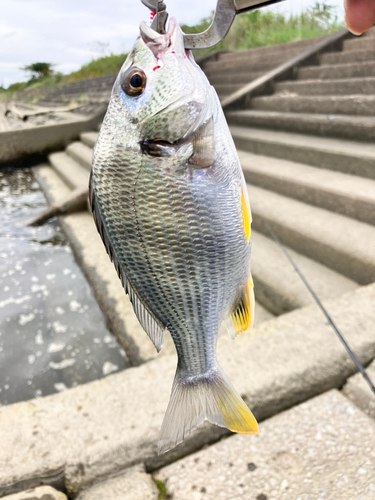 キチヌの釣果