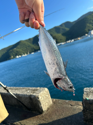 マルソウダの釣果