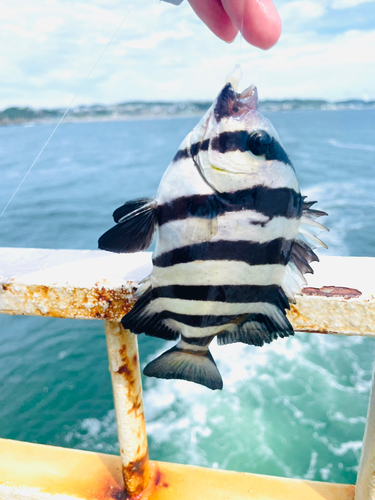 サンバソウの釣果