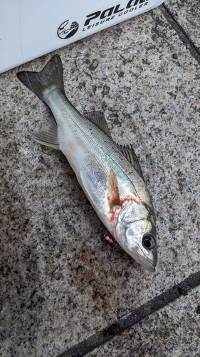 シーバスの釣果