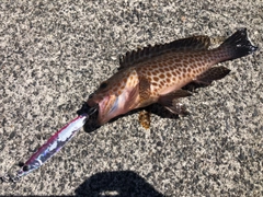 オオモンハタの釣果