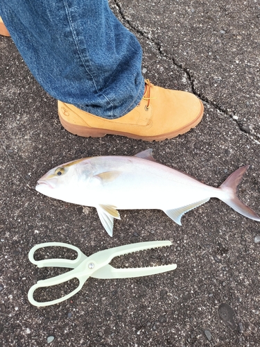 カンパチの釣果