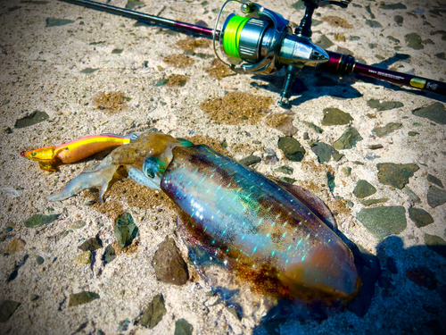 アオリイカの釣果