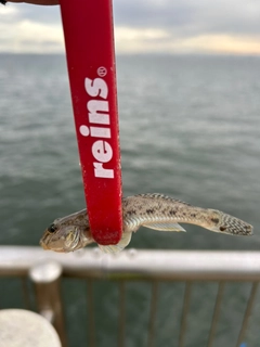 マハゼの釣果