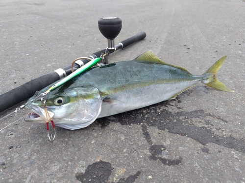 イナダの釣果