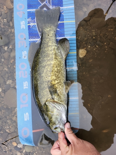 スモールマウスバスの釣果