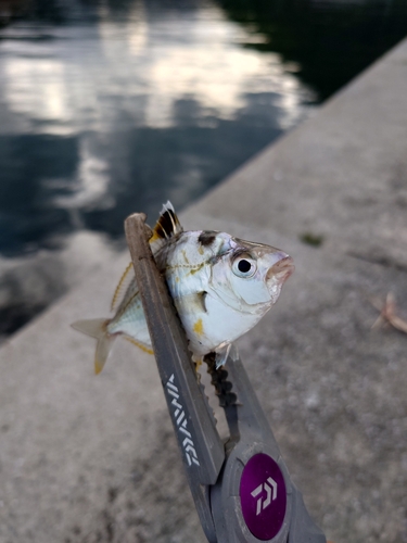 ヒイラギの釣果