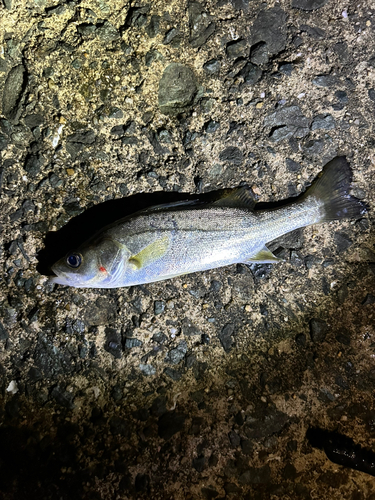 セイゴ（マルスズキ）の釣果