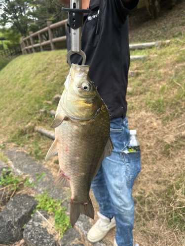 ヘラブナの釣果