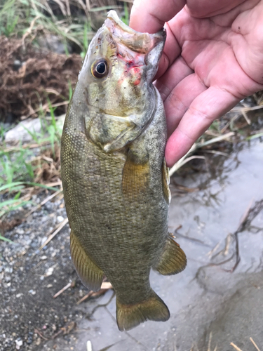 スモールマウスバスの釣果