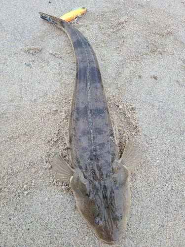 マゴチの釣果