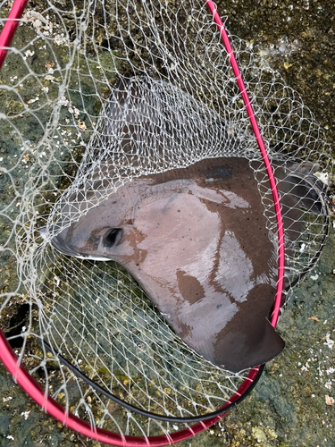 ナルトビエイの釣果