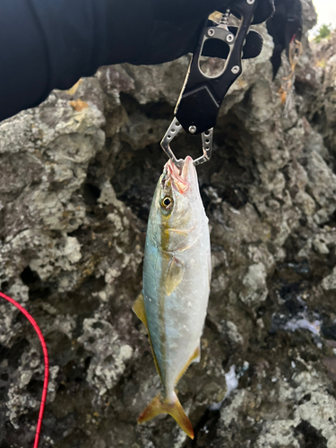 ツバスの釣果