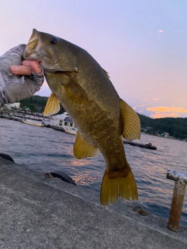 スモールマウスバスの釣果