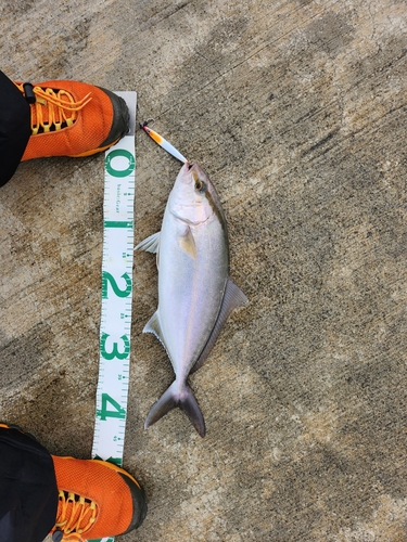 ショゴの釣果