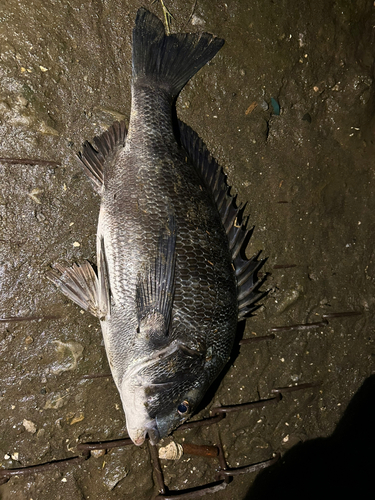 クロダイの釣果