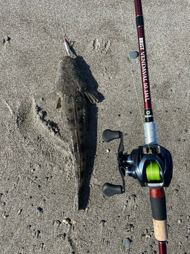 マゴチの釣果