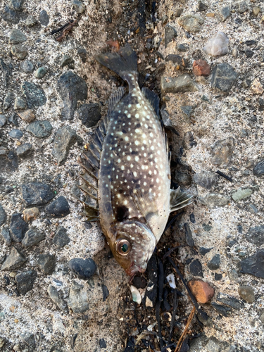 アイゴの釣果