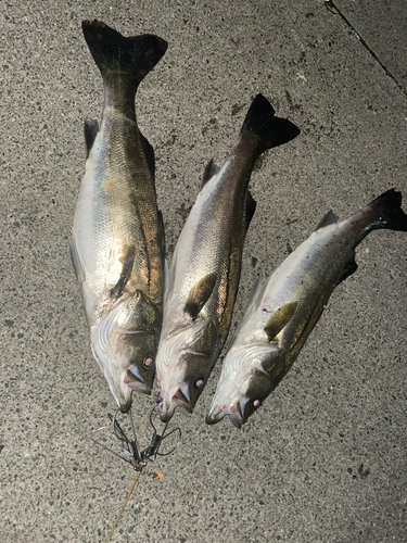 シーバスの釣果