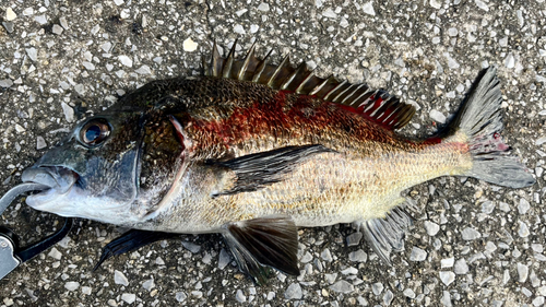 クロダイの釣果