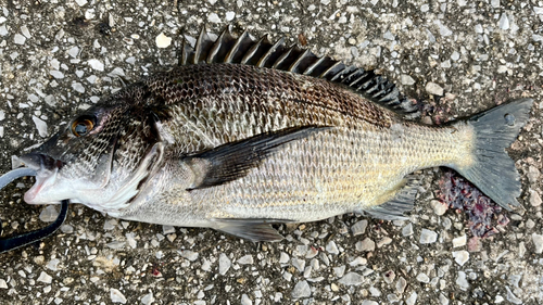 クロダイの釣果