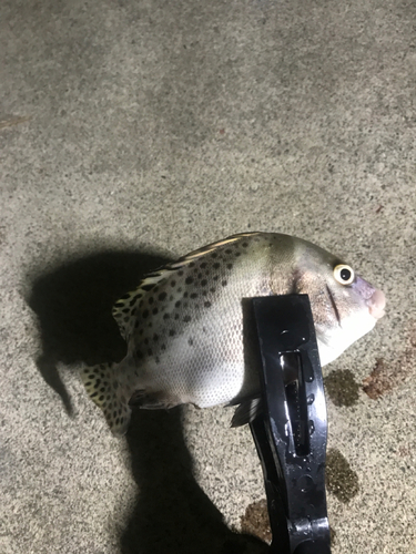 コショウダイの釣果