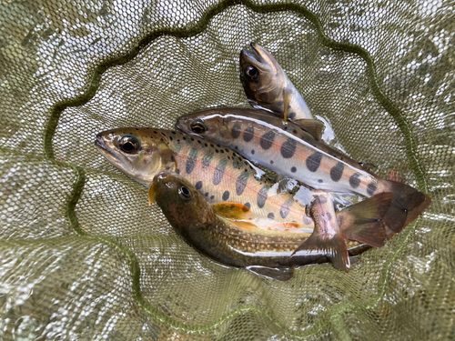 ヤマメの釣果