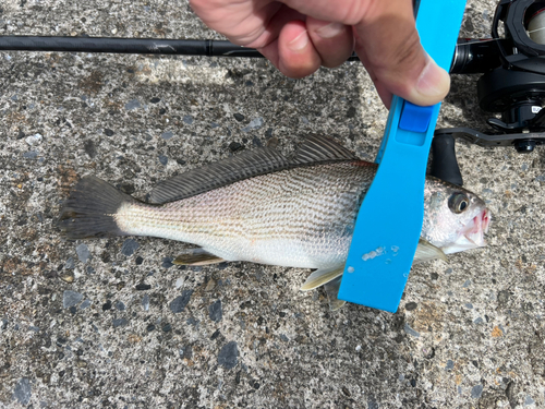 イシモチの釣果