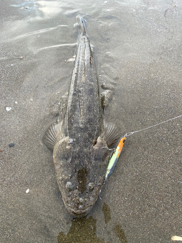 マゴチの釣果