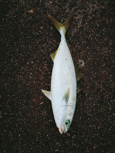 ツバスの釣果