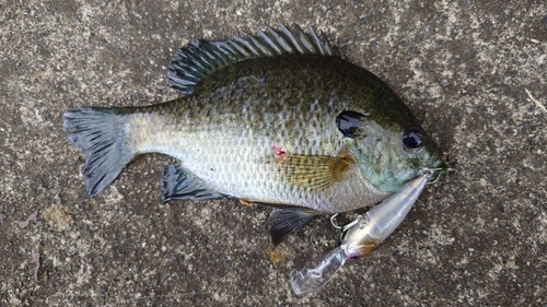 ブルーギルの釣果