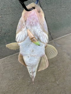 マゴチの釣果