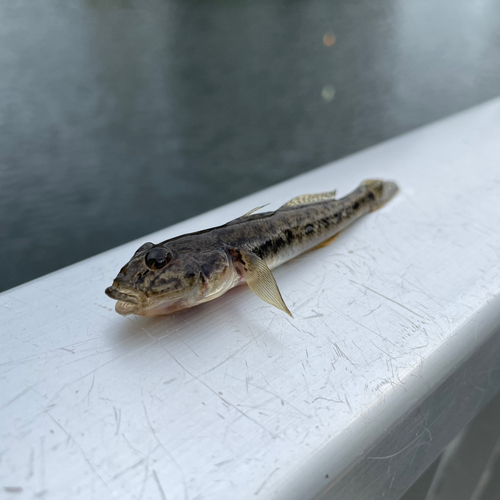 ハゼの釣果